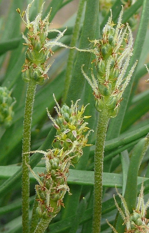 Изображение особи Plantago maritima ssp. subpolaris.