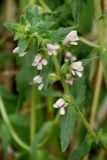 Odontites vulgaris. Верхушка побега с соцветием. Приморье, окр. г. Находка, разнотравный сырой луг. 11.08.2016.