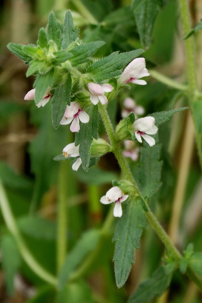 Изображение особи Odontites vulgaris.