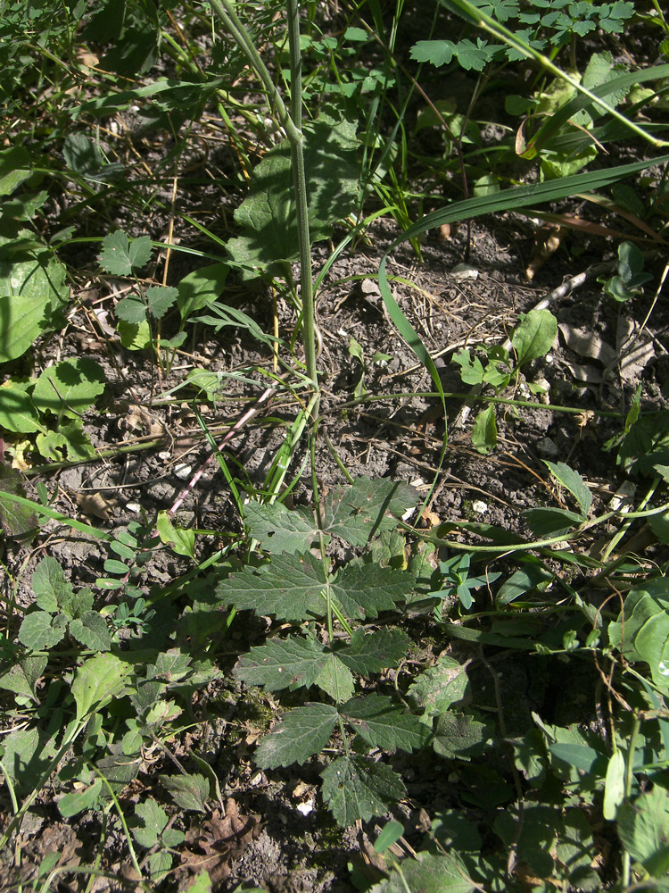 Изображение особи Pimpinella saxifraga.