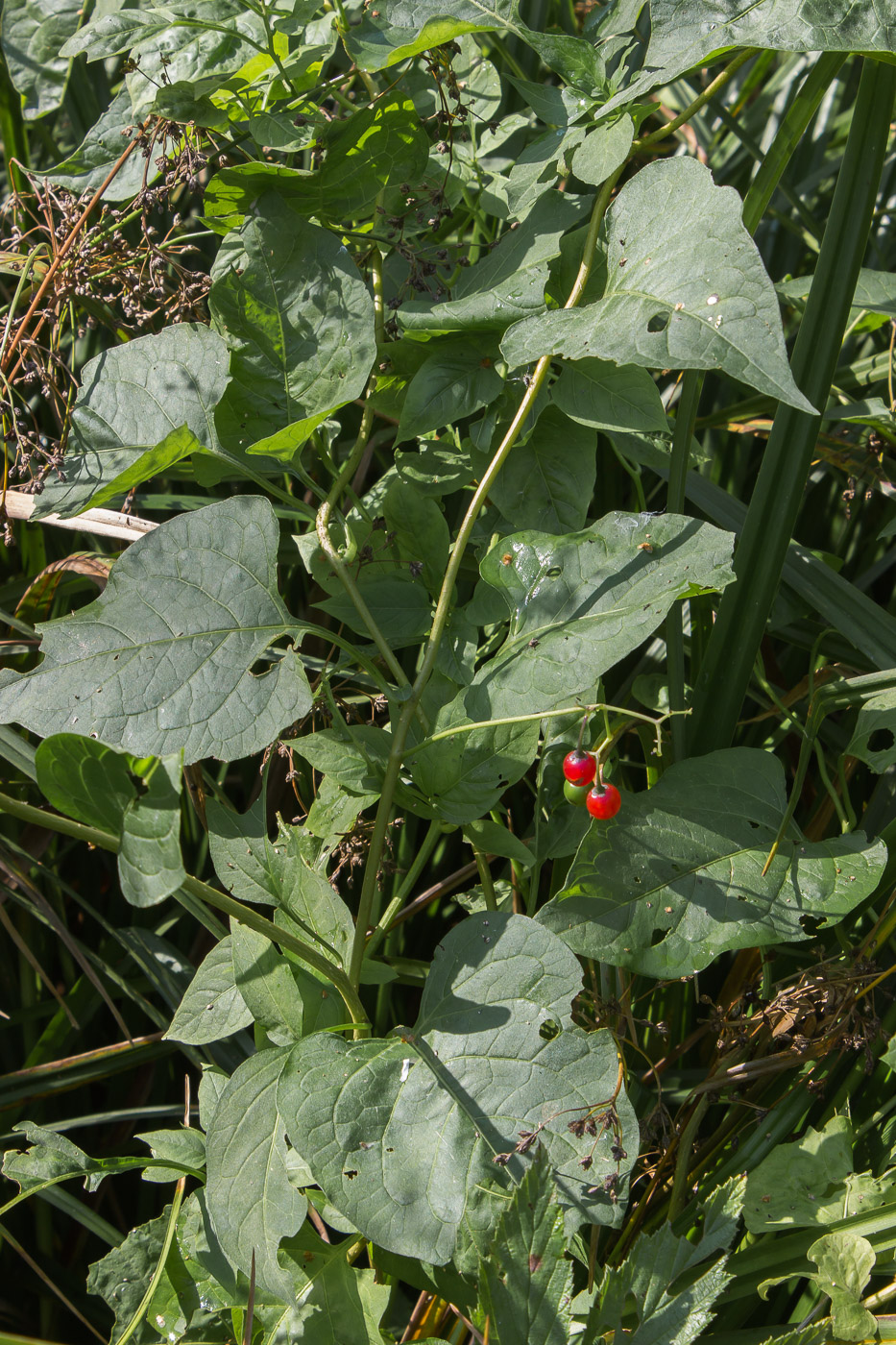 Image of Solanum dulcamara specimen.