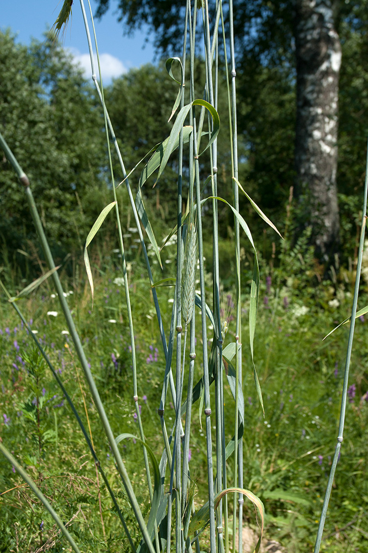Image of Secale cereale specimen.