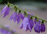 Campanula rapunculoides