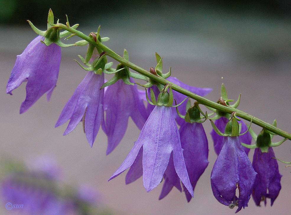Image of Campanula rapunculoides specimen.