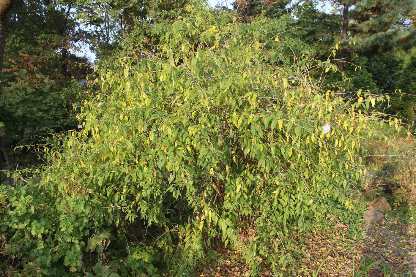 Image of Prinsepia sinensis specimen.