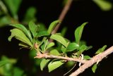 Turraea obtusifolia