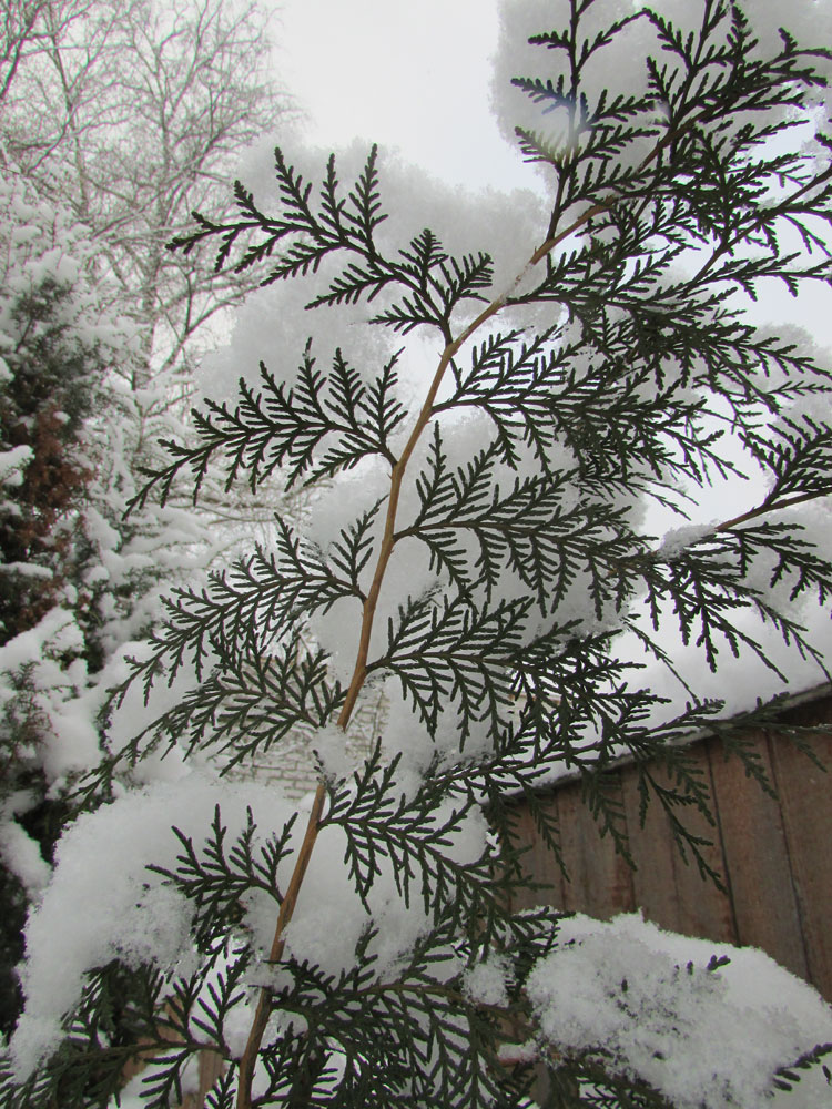 Изображение особи Platycladus orientalis.