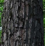 Carpinus betulus. Ствол средневозрастного дерева на высоте 1,5 м. Польша, Беловежа, Беловежская пуща. 23.06.2009.