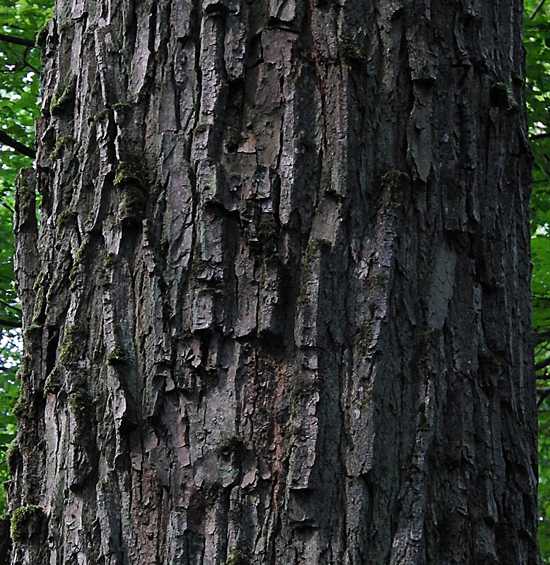 Изображение особи Carpinus betulus.