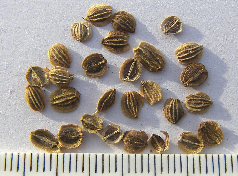 Image of Peucedanum japonicum specimen.