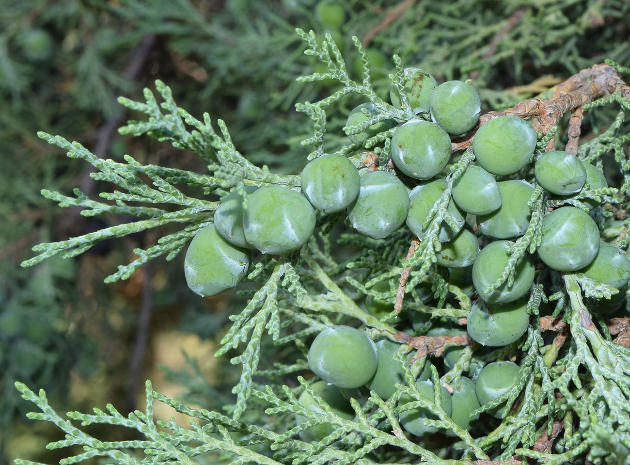 Изображение особи Juniperus seravschanica.