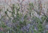 Caragana pumila