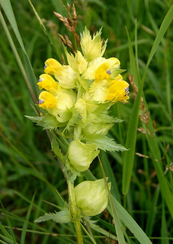 Изображение особи род Rhinanthus.