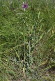 Tragopogon australis