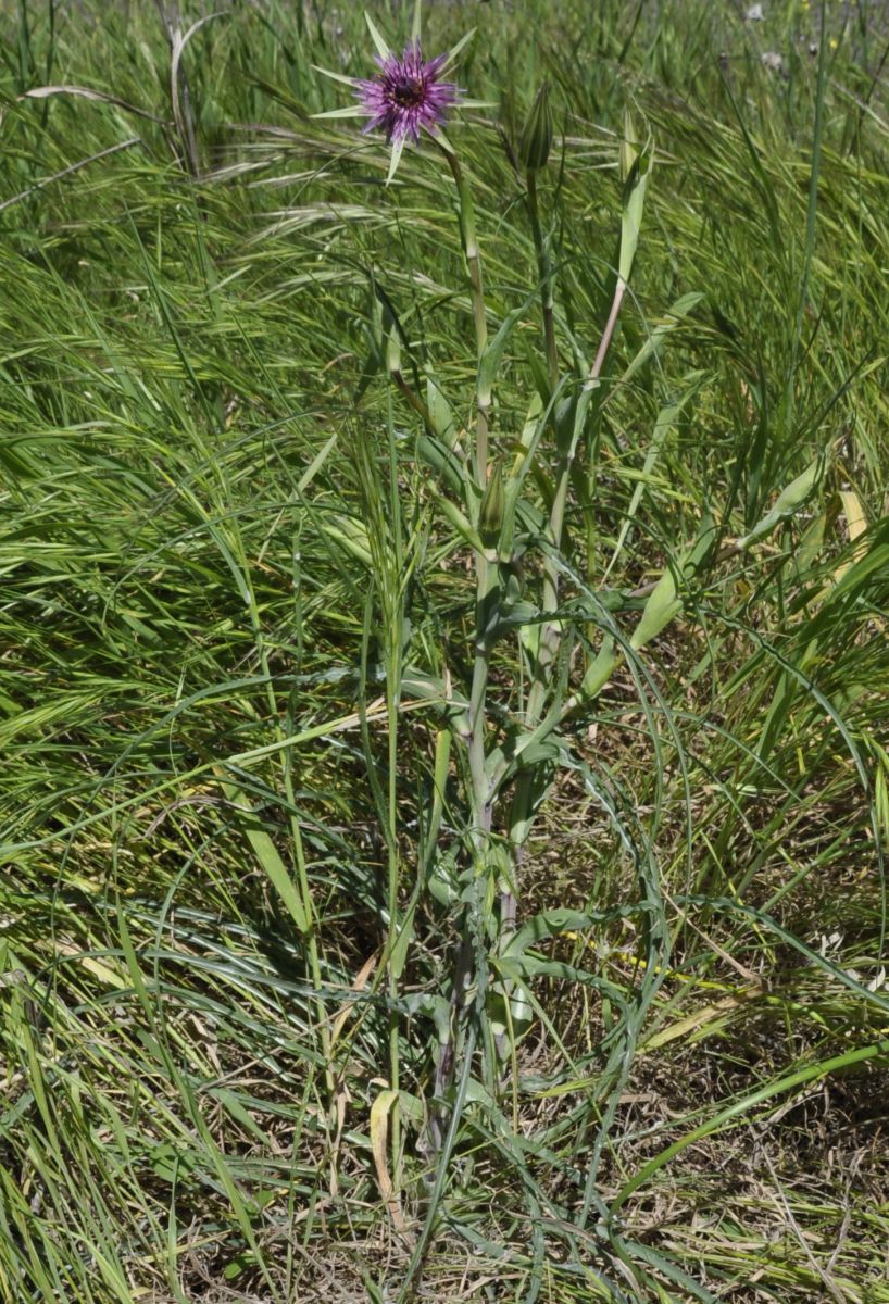 Изображение особи Tragopogon australis.