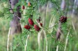 Larix sibirica