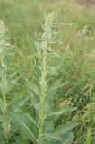 Verbascum lychnitis