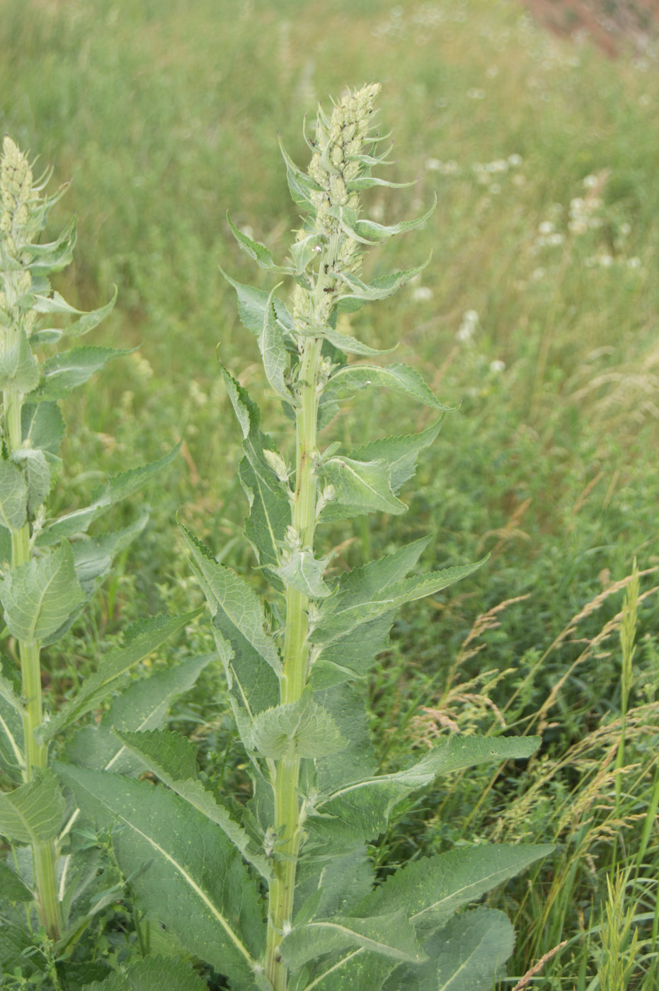 Изображение особи Verbascum lychnitis.