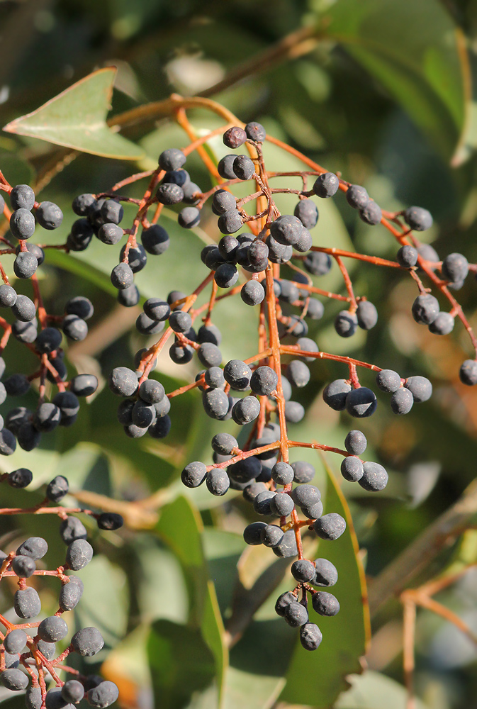 Изображение особи Ligustrum lucidum.