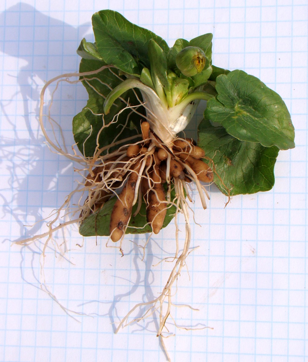 Image of Ficaria calthifolia specimen.