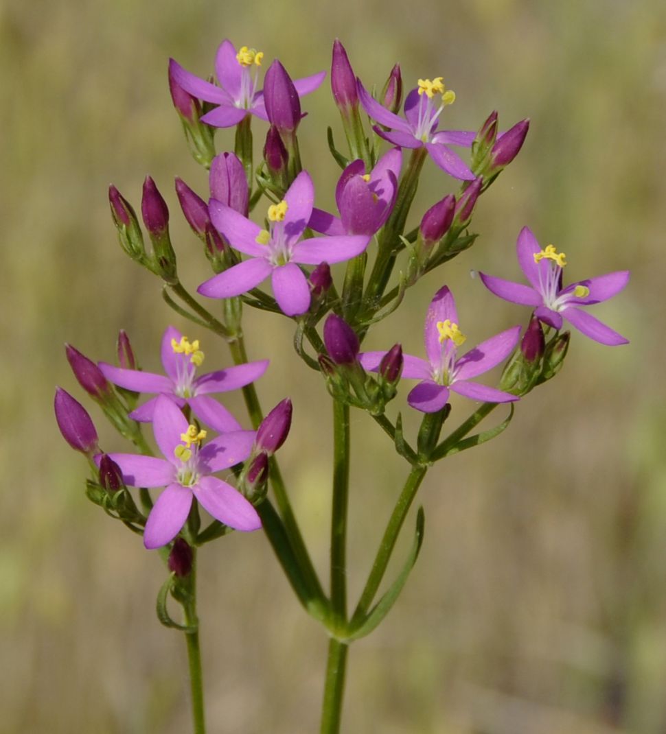 Image of Centaurium erythraea specimen.