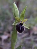 Ophrys sphegodes. Верхушка цветущего растения. Испания, автономное сообщество Каталония, провинция Жирона, комарка Баш Эмпорда, муниципалитет Вилоприу. 17.03.2017.