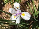Dietes grandiflora. Цветок. Израиль, Тель-Авив, парк Яркон \"Цапари\", в культуре. 18.03.2016.