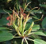 Rhododendron fauriei. Соплодие. Приморский край, Уссурийский городской округ, окр. с. Горно-Таёжное, Дендрарий ГТС им. Комарова. 06.07.2016.