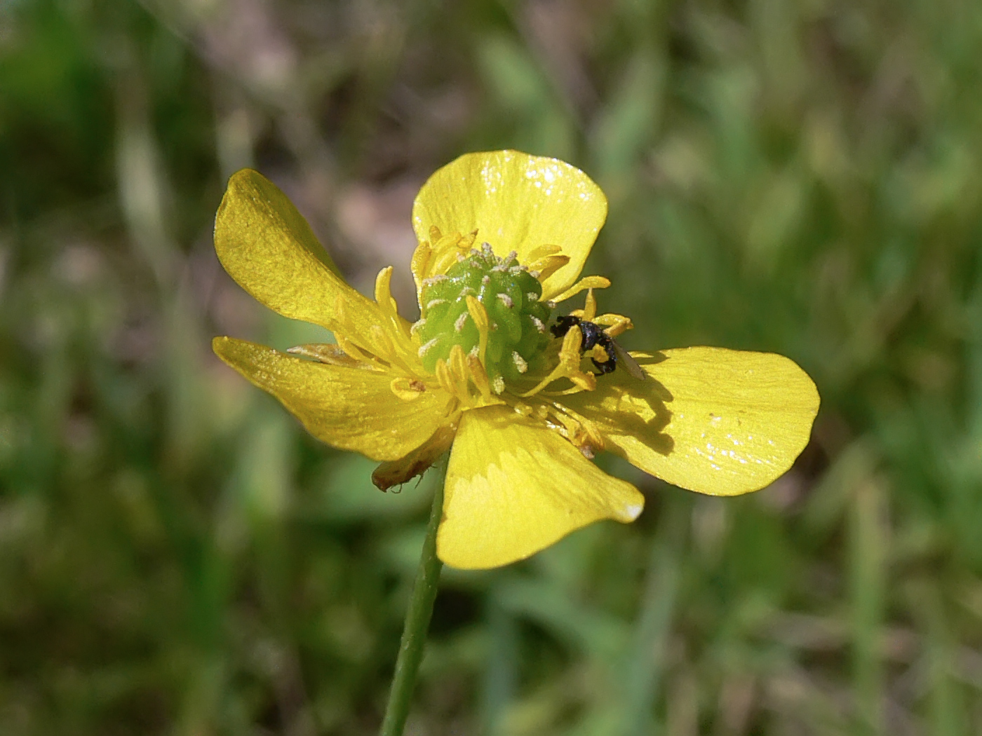 Image of Ranunculus japonicus specimen.