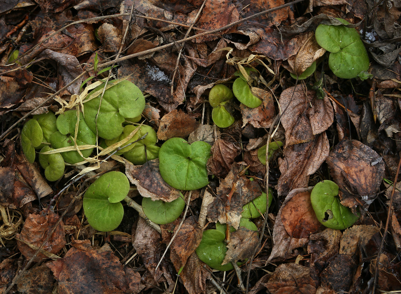 Изображение особи Asarum europaeum.