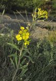 Erysimum callicarpum