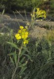 Erysimum callicarpum. Верхушка цветущего с завязавшимися плодами растения. Краснодарский край, м/о г. Новороссийск, гора Колдун, обрывистый приморский склон. 6 мая 2017 г.