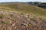 Astragalus подвид tergeminus