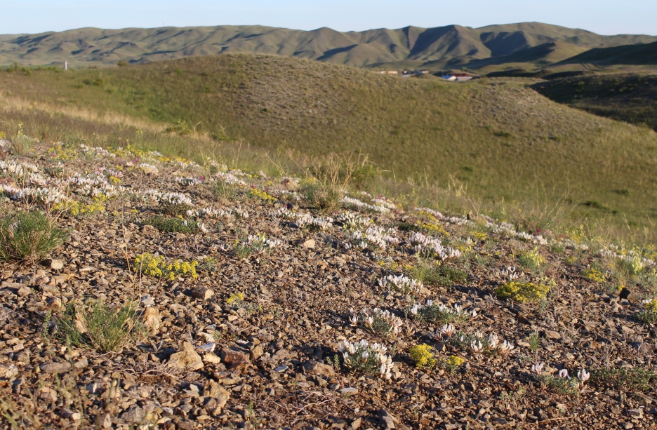 Изображение особи Astragalus helmii ssp. tergeminus.