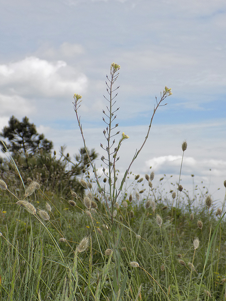 Изображение особи Camelina pilosa.