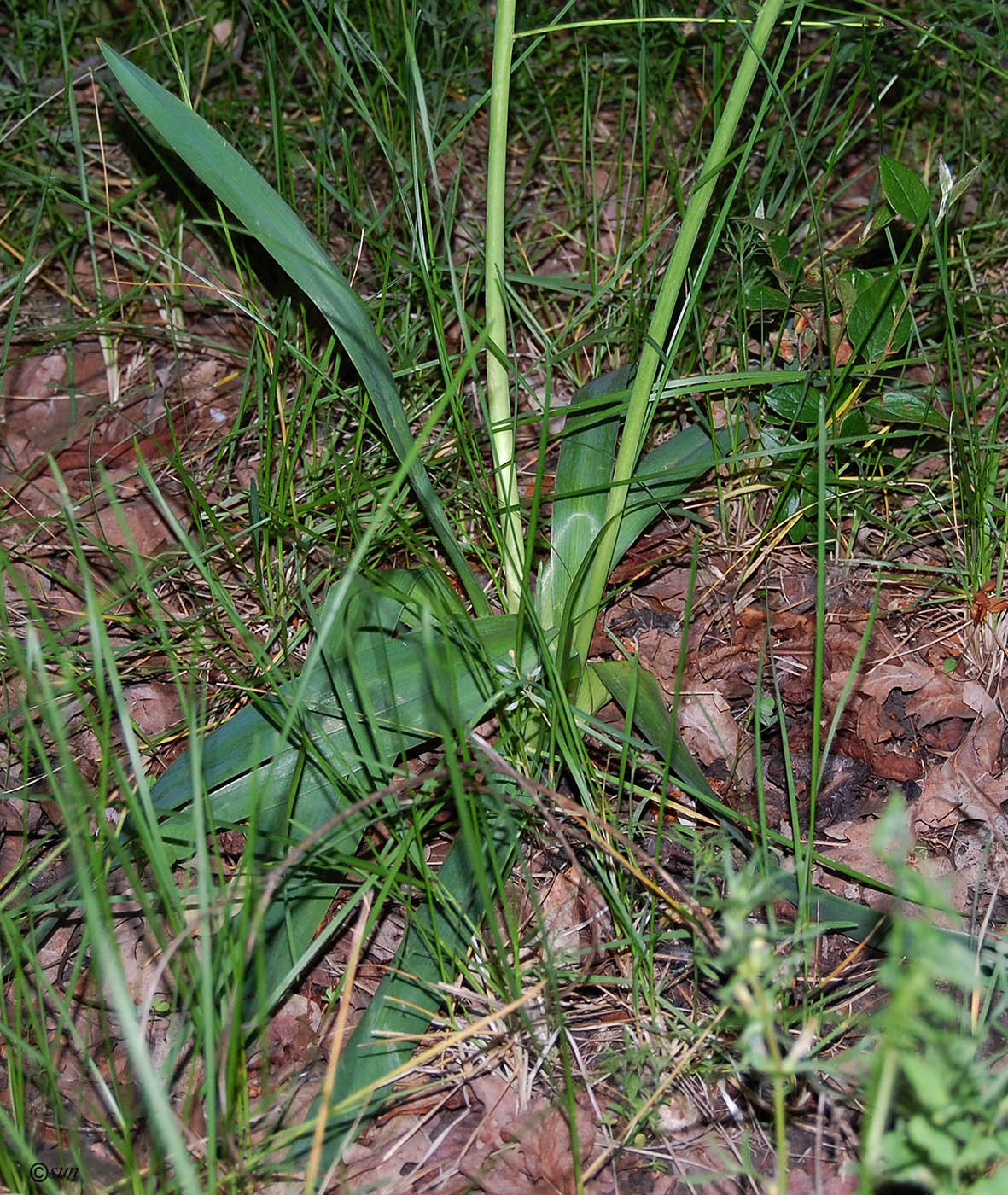 Image of Bellevalia sarmatica specimen.