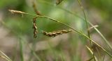 Carex pediformis