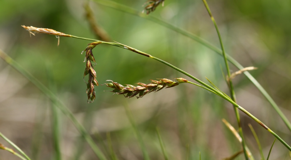 Изображение особи Carex pediformis.