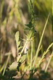 Sisymbrium loeselii. Часть побега. Ростовская обл., Неклиновский р-н, окр. хут. Мержаново, степной склон. 04.06.2017.