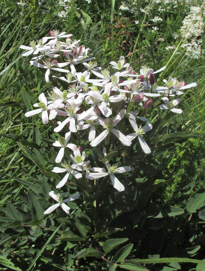 Image of Clematis lathyrifolia specimen.