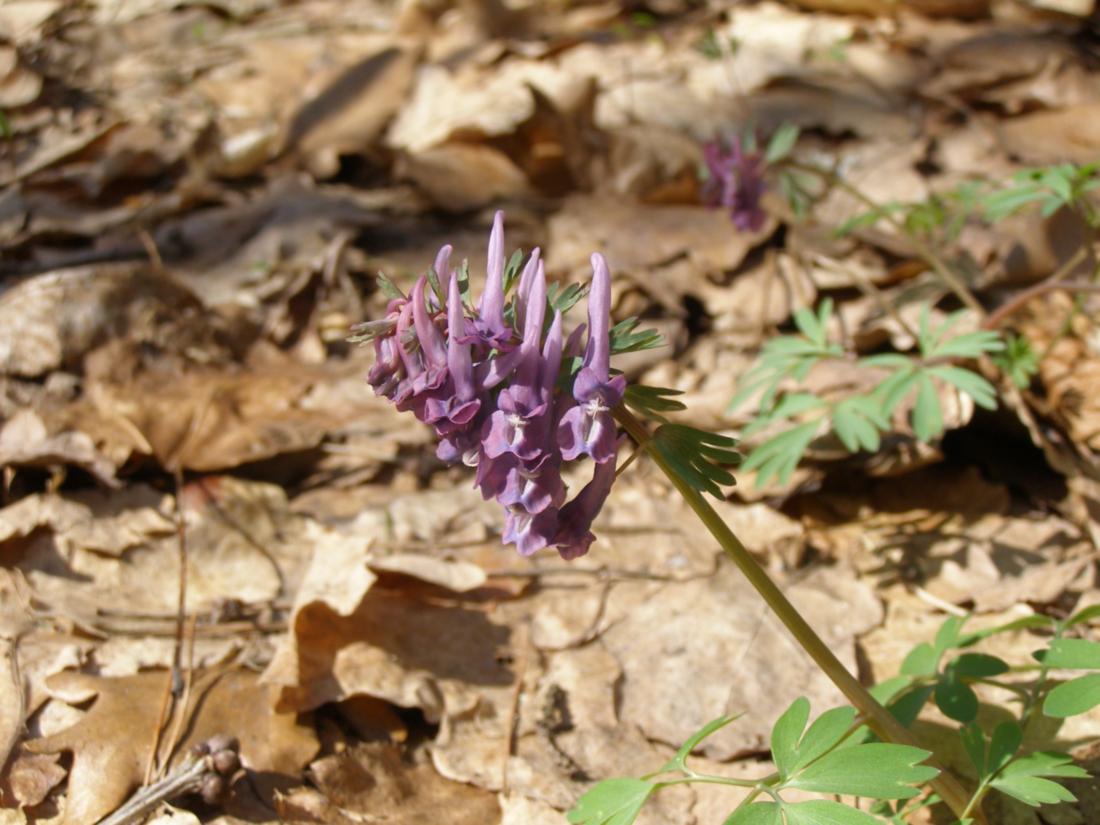 Image of Corydalis solida specimen.