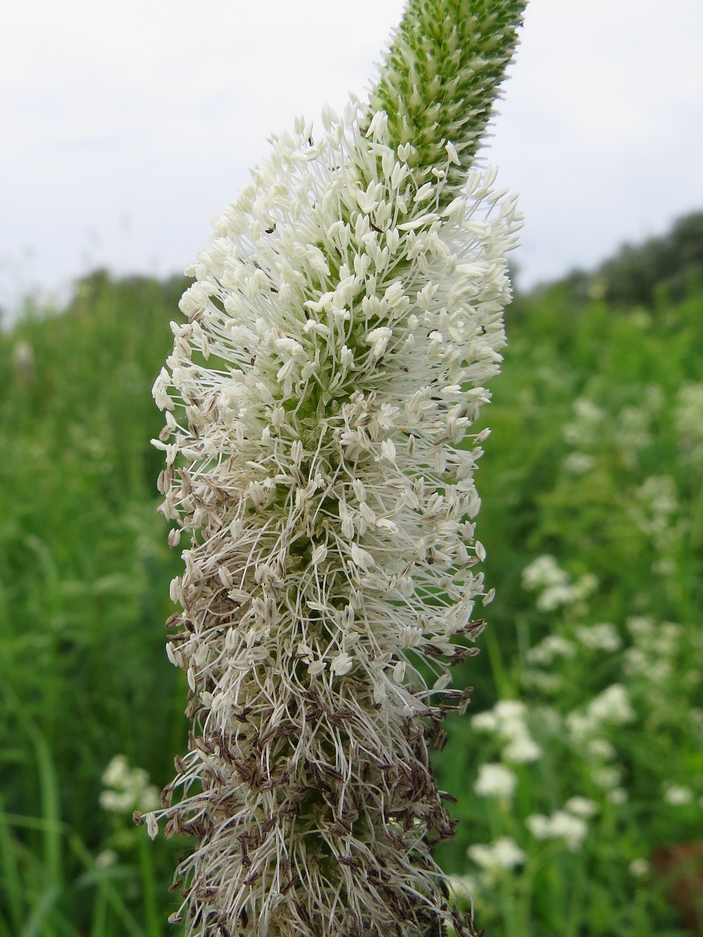 Image of Plantago maxima specimen.