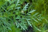 Daucus sativus