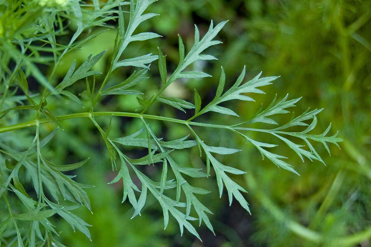 Image of Daucus sativus specimen.