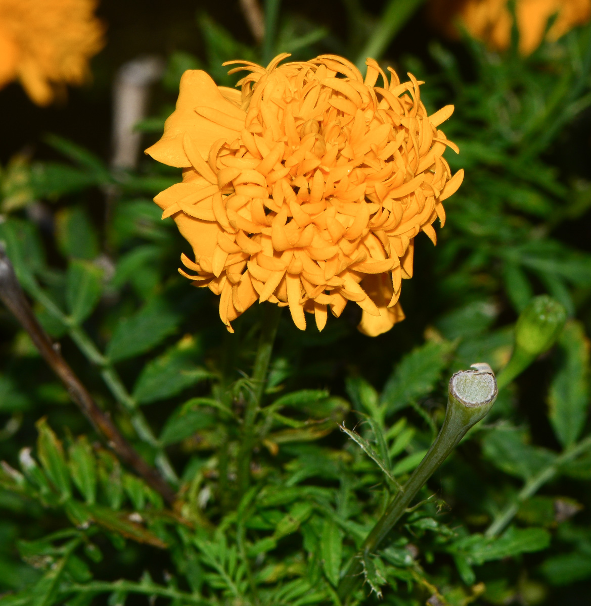 Изображение особи Tagetes erecta.