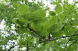 Populus suaveolens