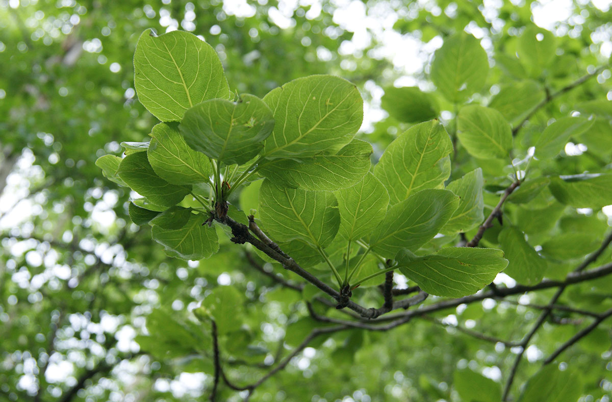 Image of Populus suaveolens specimen.