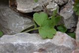 Saxifraga sibirica