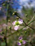 Alisma lanceolatum