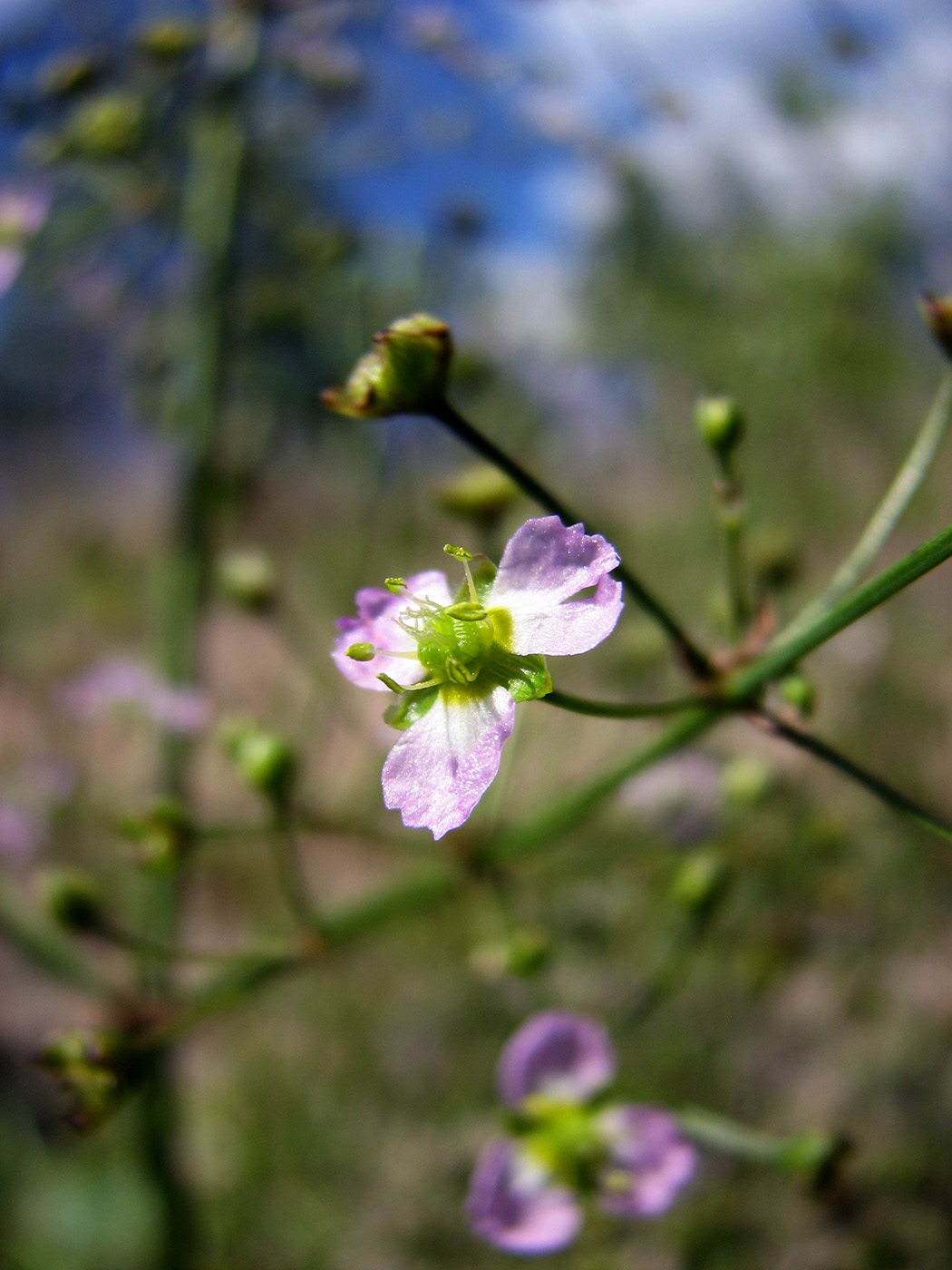 Изображение особи Alisma lanceolatum.